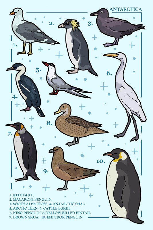 Birds of Antarctica Poster