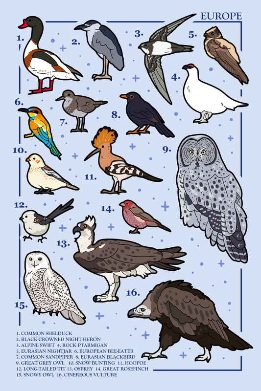 Birds of Europe Poster