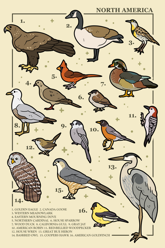 Birds of North America Poster