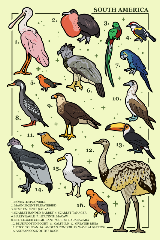 Birds of South America Poster